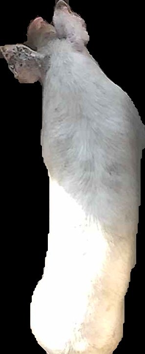 Crop