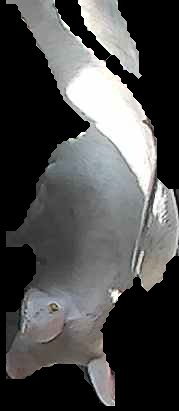 Crop