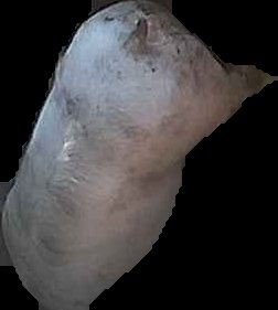 Crop