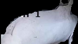 Crop