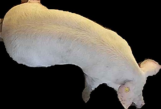 Crop