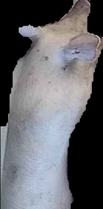 Crop