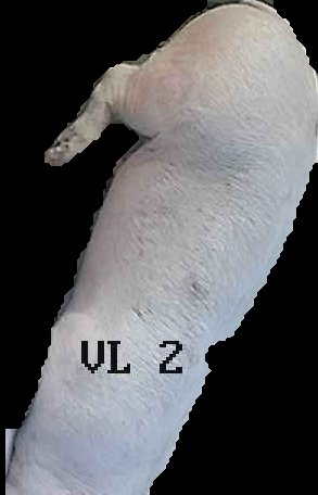 Crop