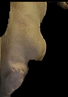 Crop