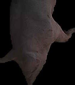 Crop