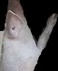 Crop