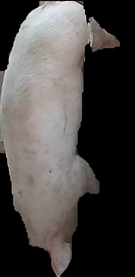 Crop