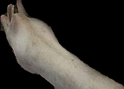 Crop