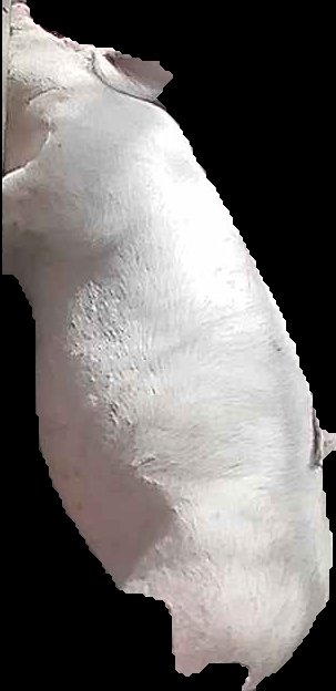 Crop