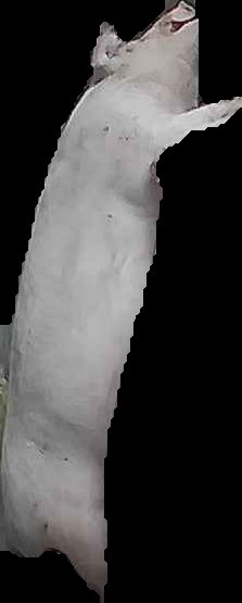 Crop