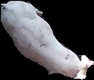 Crop