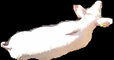 Crop