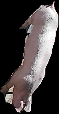 Crop