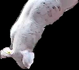 Crop