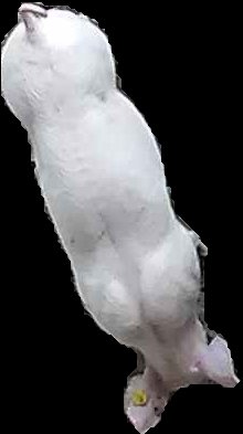 Crop
