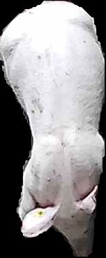 Crop