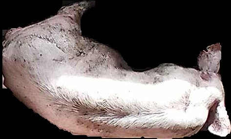 Crop
