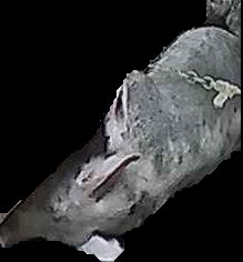 Crop