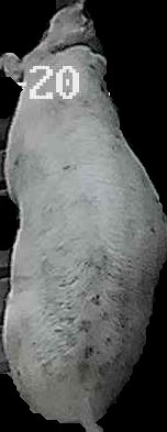Crop