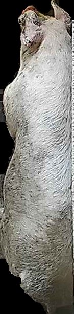 Crop