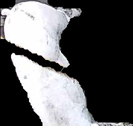 Crop