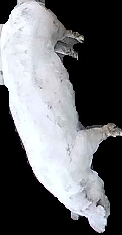 Crop
