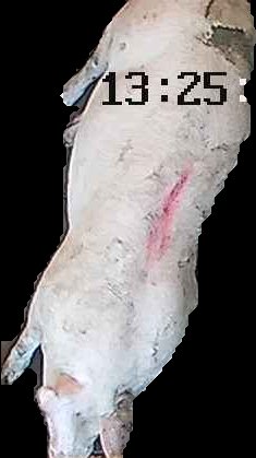 Crop