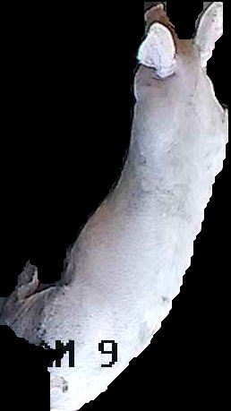 Crop
