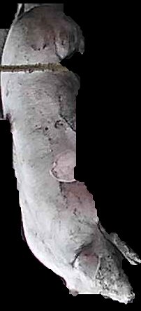 Crop