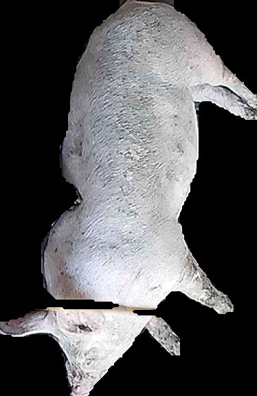 Crop