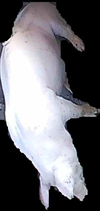 Crop