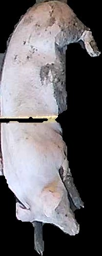 Crop