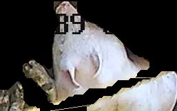 Crop