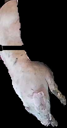 Crop