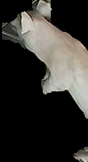 Crop