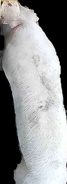 Crop