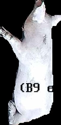 Crop
