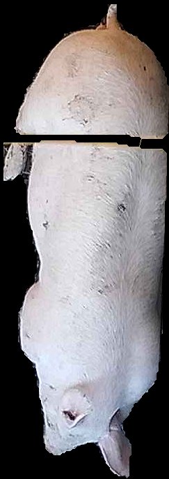 Crop