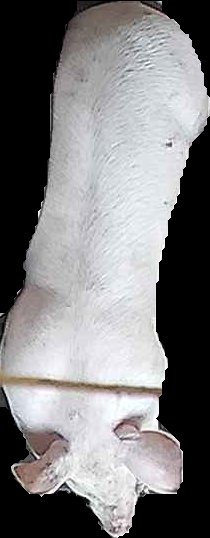 Crop