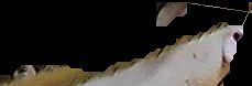 Crop