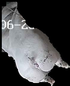 Crop