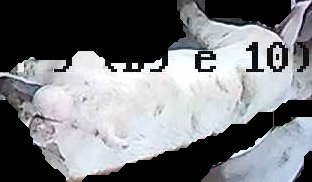 Crop