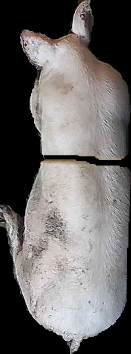 Crop