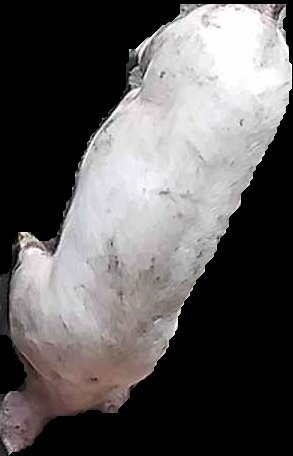 Crop