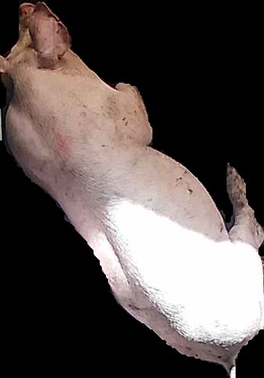 Crop