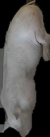 Crop
