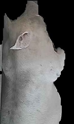 Crop