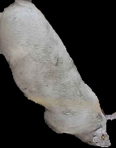 Crop