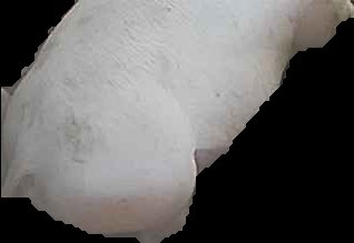 Crop