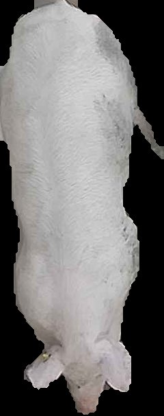 Crop